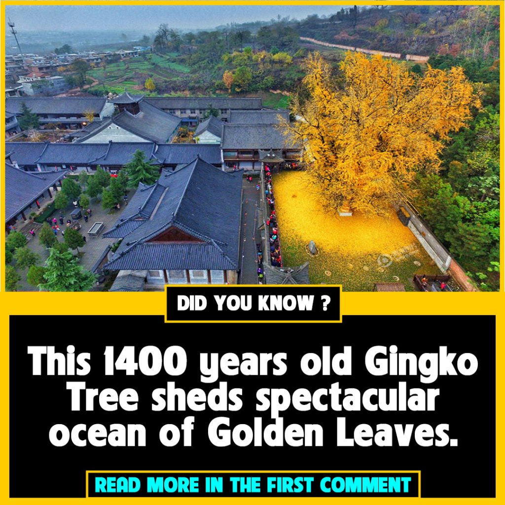 1400 year old ‘golden tree in China