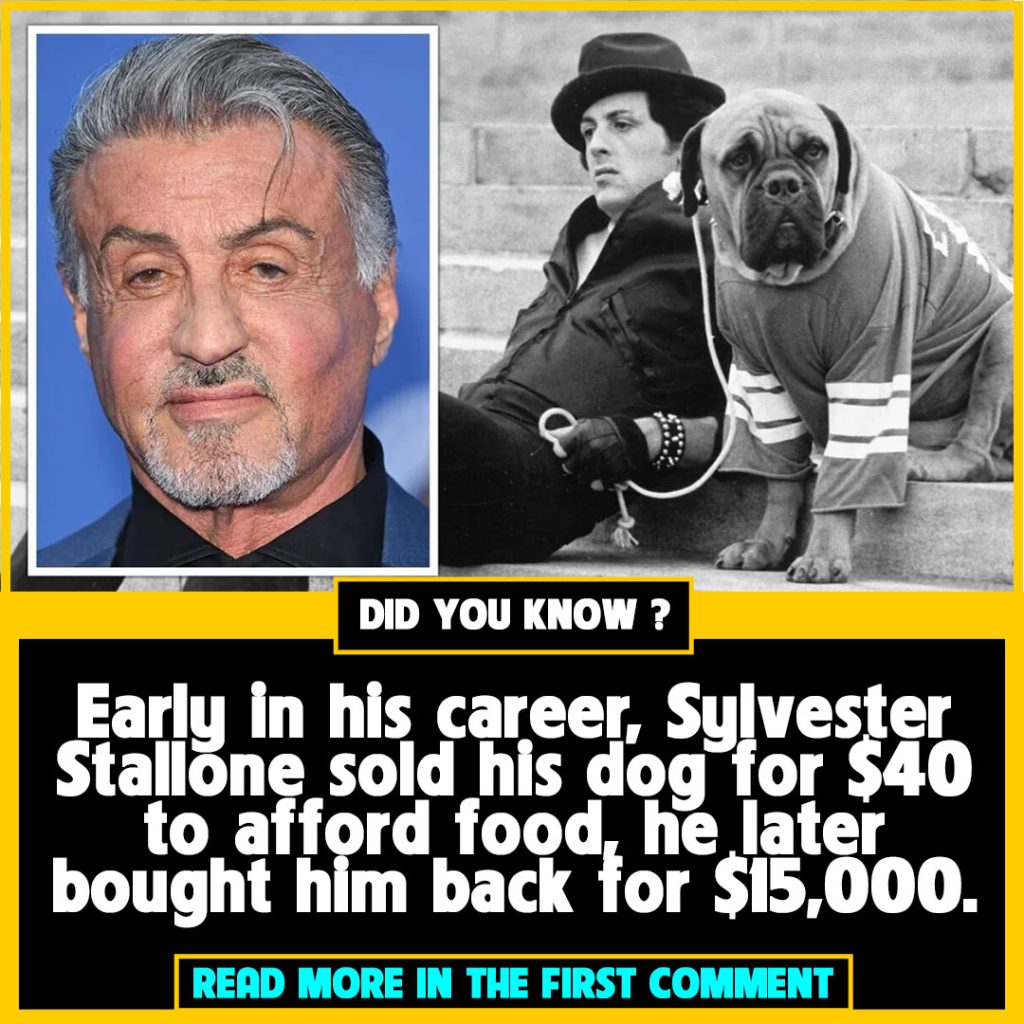 sylvester stallones net worth how rocky star once had to